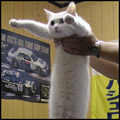 Thumbnail for version as of 18:30, 18 October 2024